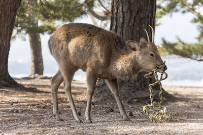 Deer in a field