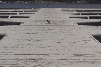 Birds flying over water