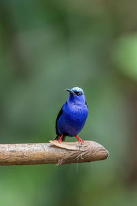 Close-up of bird perching on branch