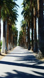 Palm trees in city