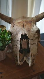 Close-up of animal skull on table