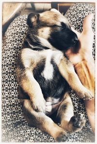 High angle view of dog sleeping at home