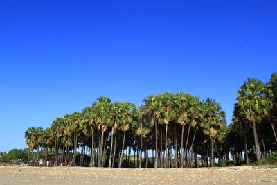 Trees on beach against clear blue sky