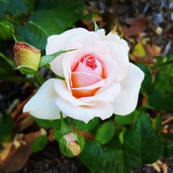 Close-up of pink rose