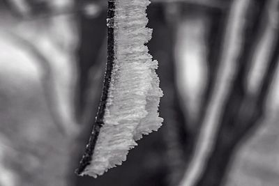 Close-up of frost on snow