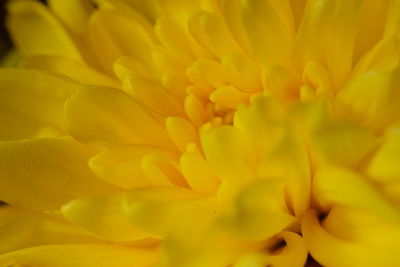 Full frame shot of yellow flowering plant