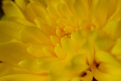 Full frame shot of yellow flowering plant