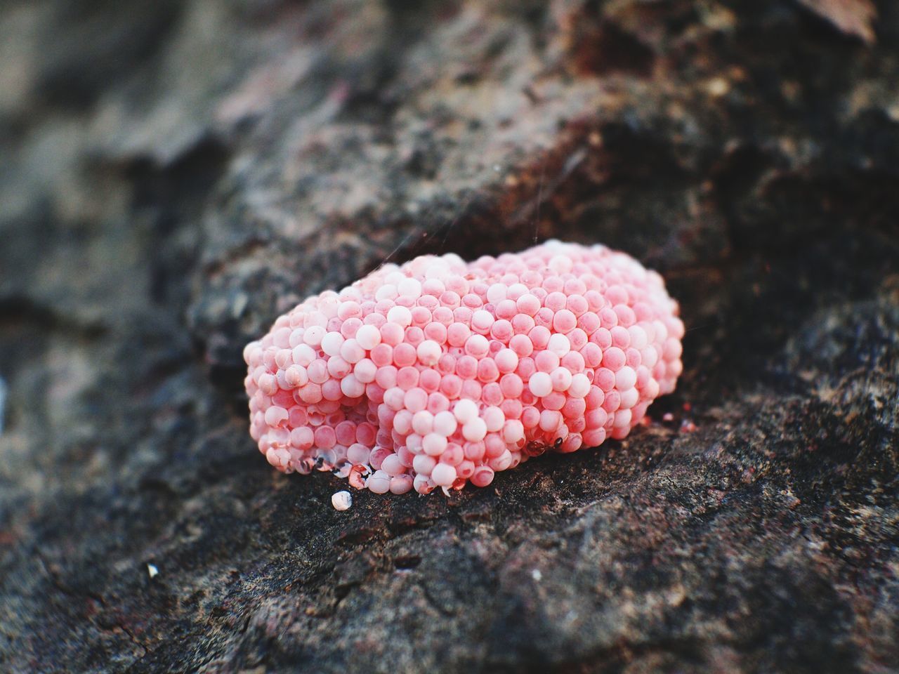 CLOSE-UP VIEW OF PINK PETALS