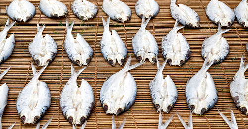 High angle view of white birds