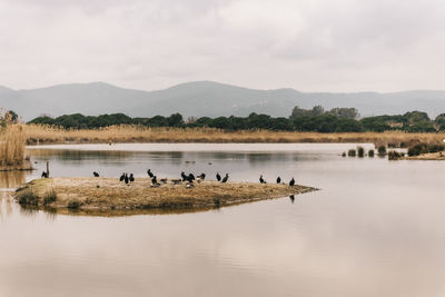 View of birds in lake against sky