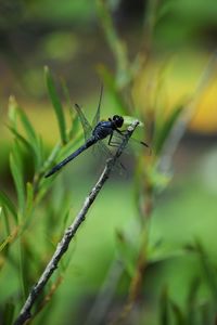 Close-up of insect on plant