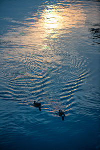 High angle view of silhouette person swimming in lake