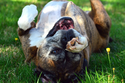 View of a dog relaxing on field