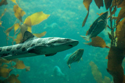 Close-up of fish swimming in aquarium