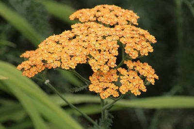 Close-up of flowers against blurred background