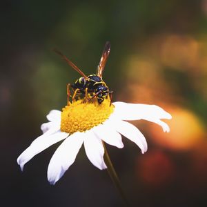 Close-up of butterfly pollinating on flower