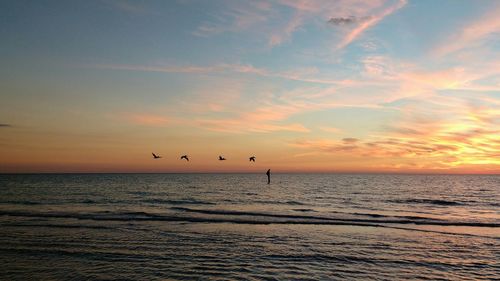 Silhouette birds flying over sea against sky during sunset