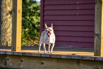 Dog looking away while standing on wood