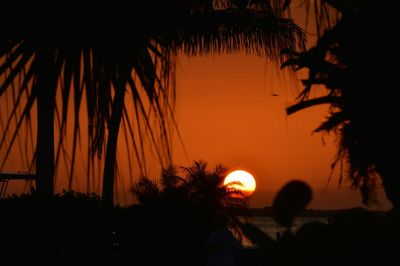Silhouette of palm trees at sunset
