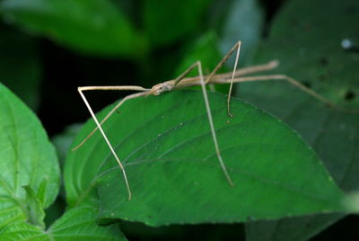 Close-up of insect on leaf