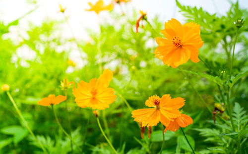 Close-up of yellow cosmos flowers blooming on field