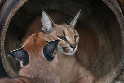 Portrait of cougar