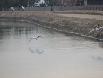 Birds in water