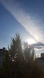 Trees and plants against sky