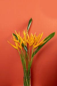 Close-up of plant against red background