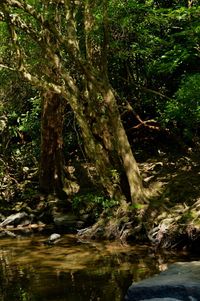 River flowing amidst trees in forest