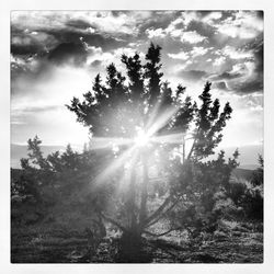 Low angle view of silhouette trees in forest against sky