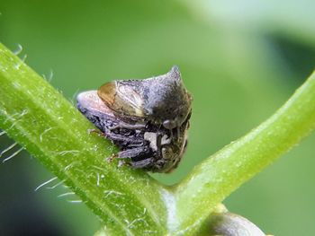 Close-up of insect on leaf