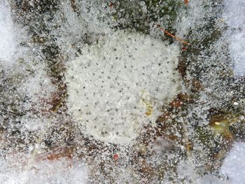 High angle view of leaf