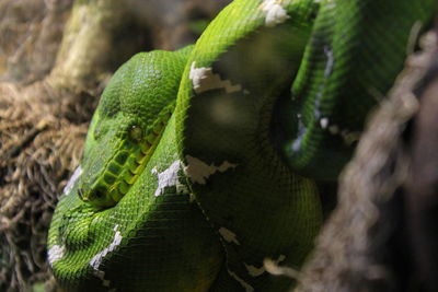 Close-up of lizard on leaf