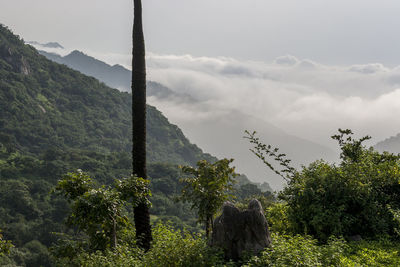 Trees on landscape against sky