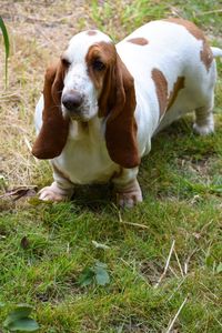 Dog looking away on field