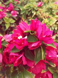 Close-up of pink roses blooming outdoors