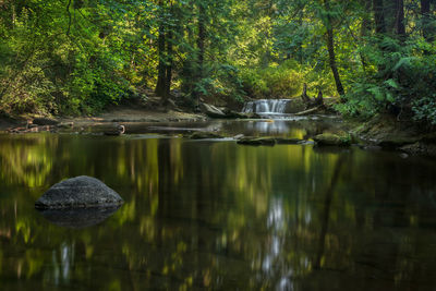 Scenic view of lake in forest