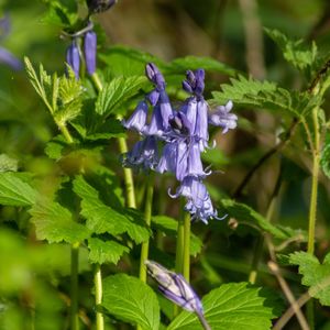 Close-up of purple flowering plants