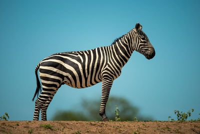 Side view of zebra standing against sky