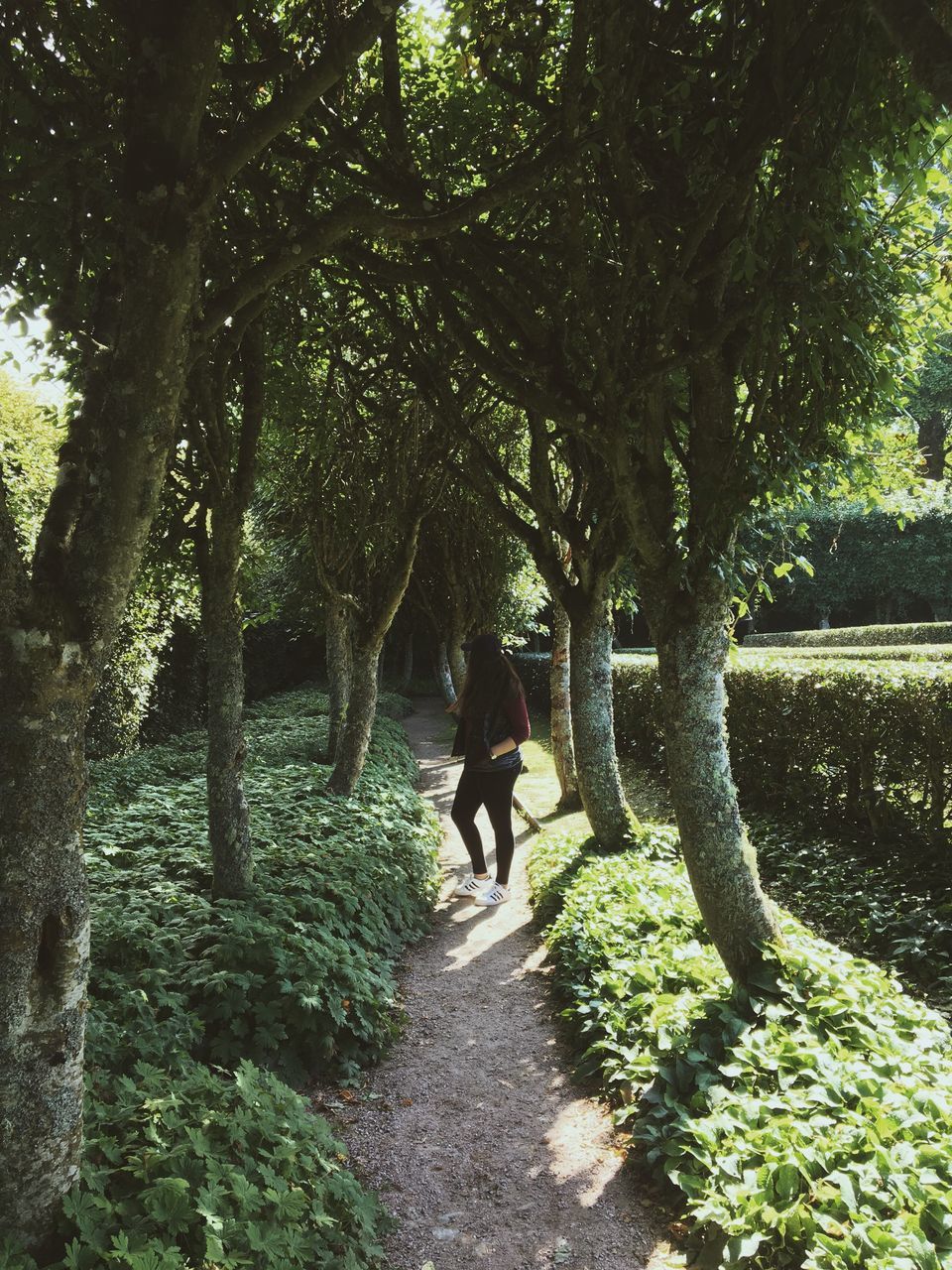 tree, growth, the way forward, walking, full length, rear view, tree trunk, tranquility, nature, solitude, tranquil scene, footpath, green color, narrow, plant, branch, treelined, day, green, outdoors, diminishing perspective, long, park, beauty in nature, lush foliage, scenics, remote