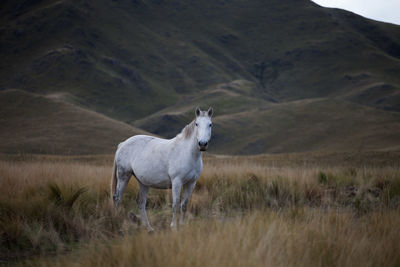 Horse standing on field