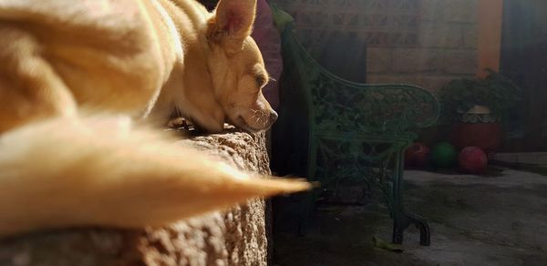 Close-up of dog relaxing at home