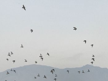 Low angle view of birds flying in sky