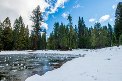 Panoramic view of pine trees in forest during winter against sky