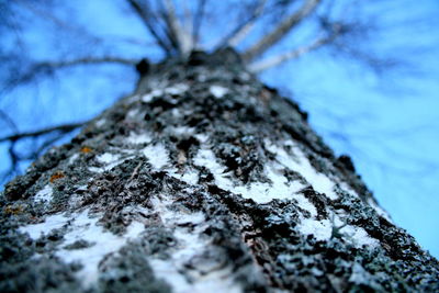 Close-up of tree trunk during winter