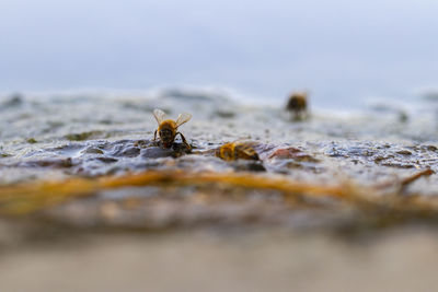 Close-up of bee