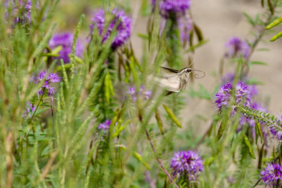 Close-up of butterfly pollinating on purple flowering plant