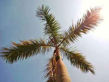 Low angle view of palm tree against clear sky