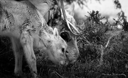 Close-up of sheep